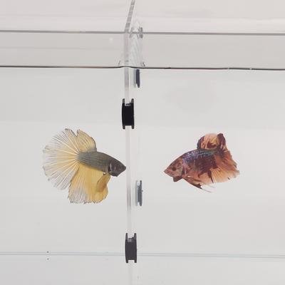 Show full view: Lifegard Acrylic Dividers tank model R460044 & R460084, 2-pack, 6-gal slide 3 of 8