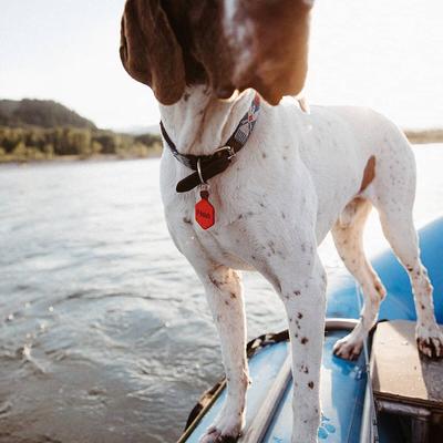 Show full view: Lifekey Digital Dog ID Tag, Black slide 4 of 6