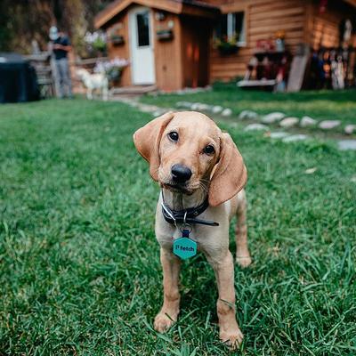 Show full view: Lifekey Digital Dog ID Tag, Mint slide 4 of 5