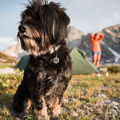 Show full view: Lifekey Mini Digital Dog ID Tag, Mint slide 3 of 4