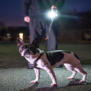 Lightvise Universal Super Bright LED Clamp-On Leash, Collar & Harness Flashlight, Black