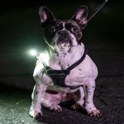 Show full view: Lightvise Universal Super Bright LED Clamp-On Leash, Collar & Harness Flashlight, Black slide 5 of 12
