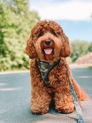 Show full view: Lil Monster Pets Comfort Dog Leash, Camo  slide 3 of 3