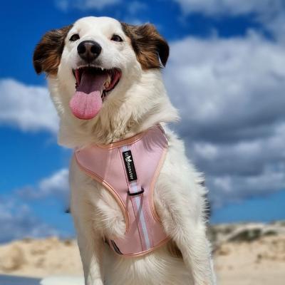 Show full view: Lil Monster Pets Neoprene Adjustable Dog Harness, Blush Stripe, Small slide 3 of 5