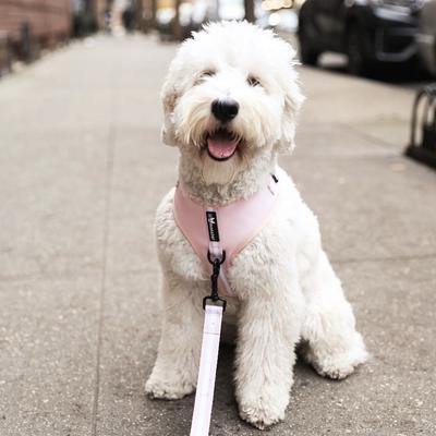 Show full view: Lil Monster Pets Neoprene Adjustable Dog Harness, Blush Stripe, Small slide 4 of 5