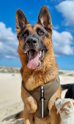 Show full view: Lil Monster Pets Neoprene Adjustable Dog Harness, Green Stripe, Small slide 3 of 5