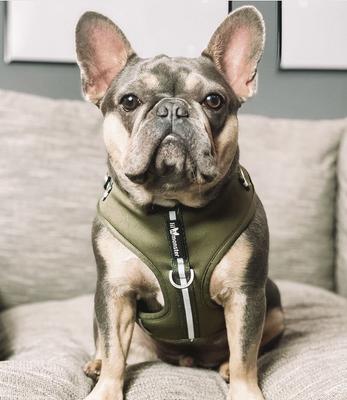 Show full view: Lil Monster Pets Neoprene Adjustable Dog Harness, Green Stripe, Small slide 4 of 5