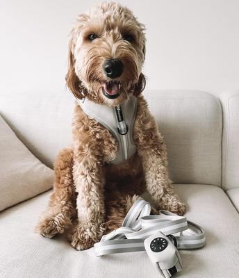 Show full view: Lil Monster Pets Neoprene Adjustable Dog Harness, Grey Stripe, Medium slide 3 of 4