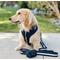 Show in main carousel: Lil Monster Pets Neoprene Adjustable Dog Harness, Navy Stripe, X-Large slide 4 of 5