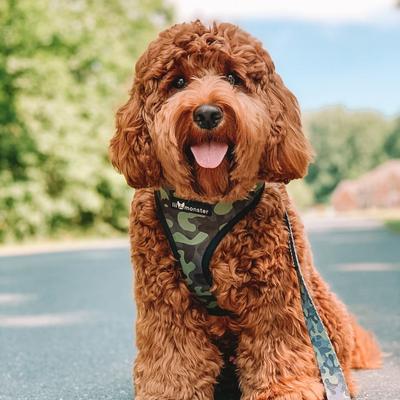 Show full view: Lil Monster Pets Neoprene Reversible Dog Harness, Camo, Medium slide 4 of 5