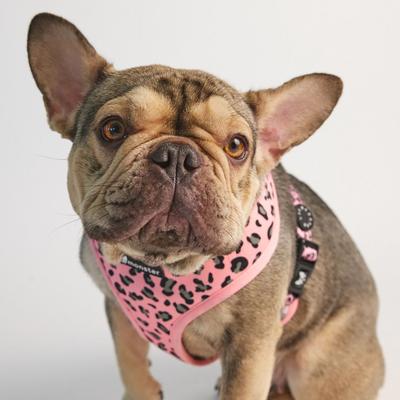 Show full view: Lil Monster Pets Neoprene Reversible Dog Harness, Pink Leopard, Small slide 2 of 4
