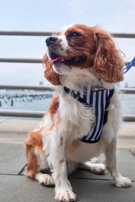 Show full view: Lil Monster Pets Neoprene Reversible Dog Harness, Regal, Small slide 3 of 4