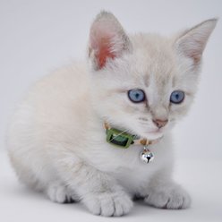 Li'l Pals Adjustable Breakaway Kitten Collar, 6 - 8 in, Light Camouflage slide 2 of 2