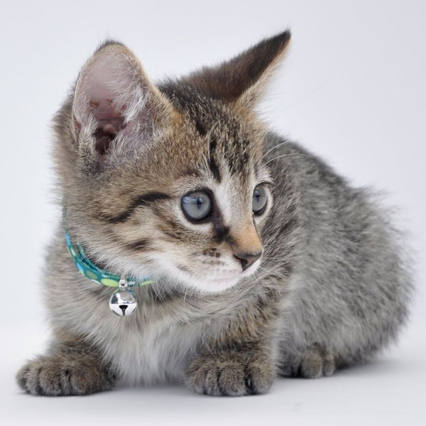 Li'l Pals Elastic Kitten Collar