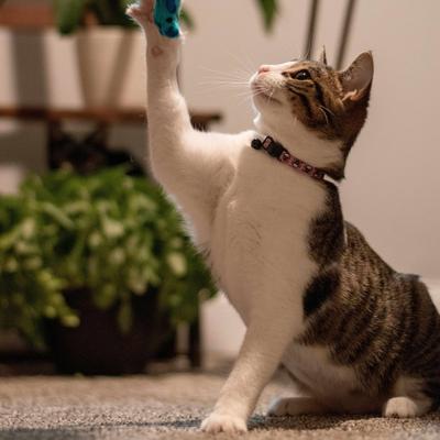 Show full view: Li'l Pals Adjustable Breakaway Kitten Collar, Red Mice slide 2 of 7