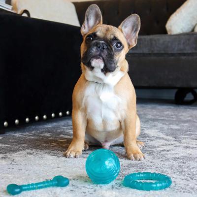 Show full view: Li'l Pals Antimicrobial Ring Squeaky Dog Toy, Teal slide 3 of 3