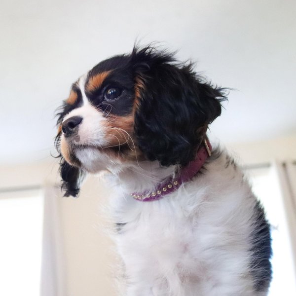 Show full view: Li'l Pals B'Dazzled Velvet Nylon Standard Dog Collar, Orchid, Petite Small: 8 to 10-in neck, 3/8-in wide slide 3 of 7