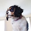 Show in main carousel: Li'l Pals B'Dazzled Velvet Nylon Standard Dog Collar, Orchid, Petite Small: 8 to 10-in neck, 3/8-in wide slide 3 of 7