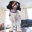 Show in main carousel: Li'l Pals B'Dazzled Velvet Nylon Standard Dog Collar, Orchid, Petite Small: 8 to 10-in neck, 3/8-in wide slide 4 of 7