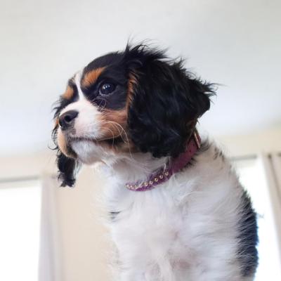 Show full view: Li'l Pals B'Dazzled Velvet Nylon Standard Dog Collar, Orchid, Petite X-Small: 6 to 8-in neck, 3/8-in wide slide 4 of 8