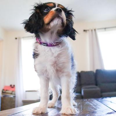 Show full view: Li'l Pals B'Dazzled Velvet Nylon Standard Dog Collar, Orchid, Petite X-Small: 6 to 8-in neck, 3/8-in wide slide 5 of 8