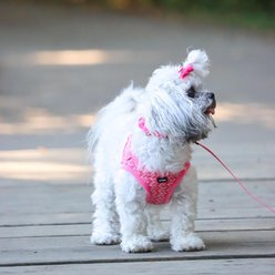 Li'l Pals Canvas Step In Back Clip Dog Harness, Pink Tribal Chevron, 8 to 10-in chest slide 2 of 7