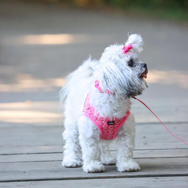 Li'l Pals Canvas Step In Back Clip Dog Harness