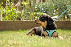 Li'l Pals Canvas Step In Back Clip Dog Harness, Teal & Grey Diamonds, 10 to 12-in chest slide 2 of 4