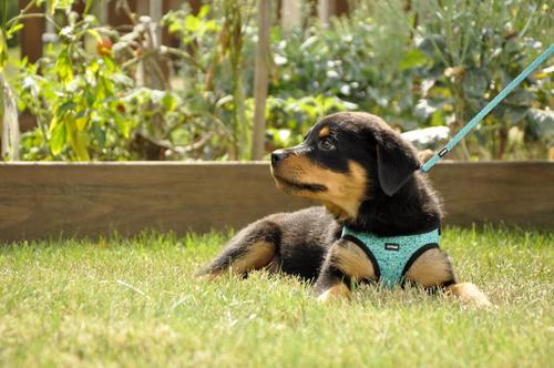 Show full view: Li'l Pals Canvas Step In Back Clip Dog Harness, Teal & Grey Diamonds, 10 to 12-in chest slide 2 of 6