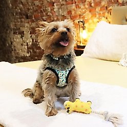 Li'l Pals Canvas Step In Back Clip Dog Harness, Teal/Yellow/Grey Stained Glass, 8 to 10-in chest slide 2 of 6