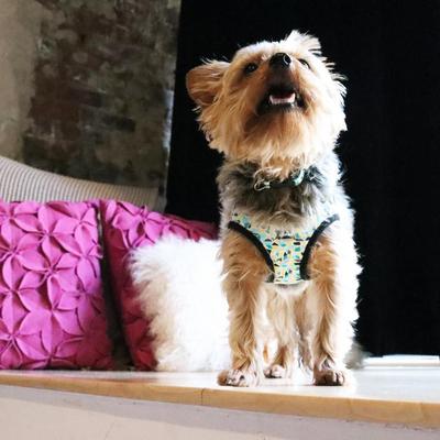 Show full view: Li'l Pals Canvas Step In Back Clip Dog Harness, Teal/Yellow/Grey Stained Glass, 8 to 10-in chest slide 4 of 8