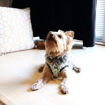 Show full view: Li'l Pals Canvas Step In Back Clip Dog Harness, Teal/Yellow/Grey Stained Glass, 8 to 10-in chest slide 5 of 8