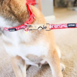 Li'l Pals Charming Ribbon Overlay Nylon Standard Dog Collar, Li'l Mushrooms, Petite X-Small: 6 to 8-in neck, 3/8-in wide slide 2 of 7