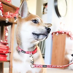 Li'l Pals Charming Ribbon Overlay Standard Dog Leash, X-Small: 6-ft long, 3/8-in wide, Li'l Mushrooms slide 2 of 6