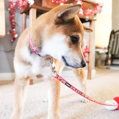 Show full view: Li'l Pals Charming Ribbon Overlay Standard Dog Leash, X-Small: 6-ft long, 3/8-in wide, Li'l Mushrooms slide 6 of 6