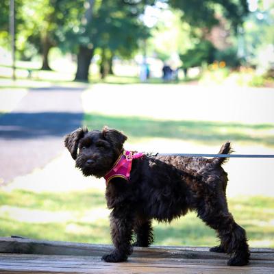 Show full view: Li'l Pals Comfort Mesh Step In Back Clip Dog Harness, Black, 8 to 10-in chest slide 5 of 8