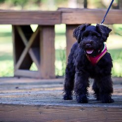 Li'l Pals Comfort Mesh Step In Back Clip Dog Harness, Bright Pink, 10 to 12-in chest slide 2 of 6