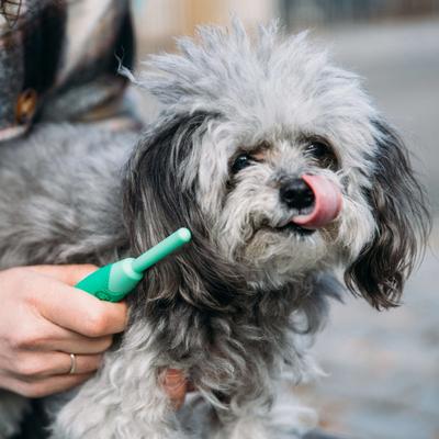 Show full view: Li'l Pals Dog Flea Comb slide 5 of 5