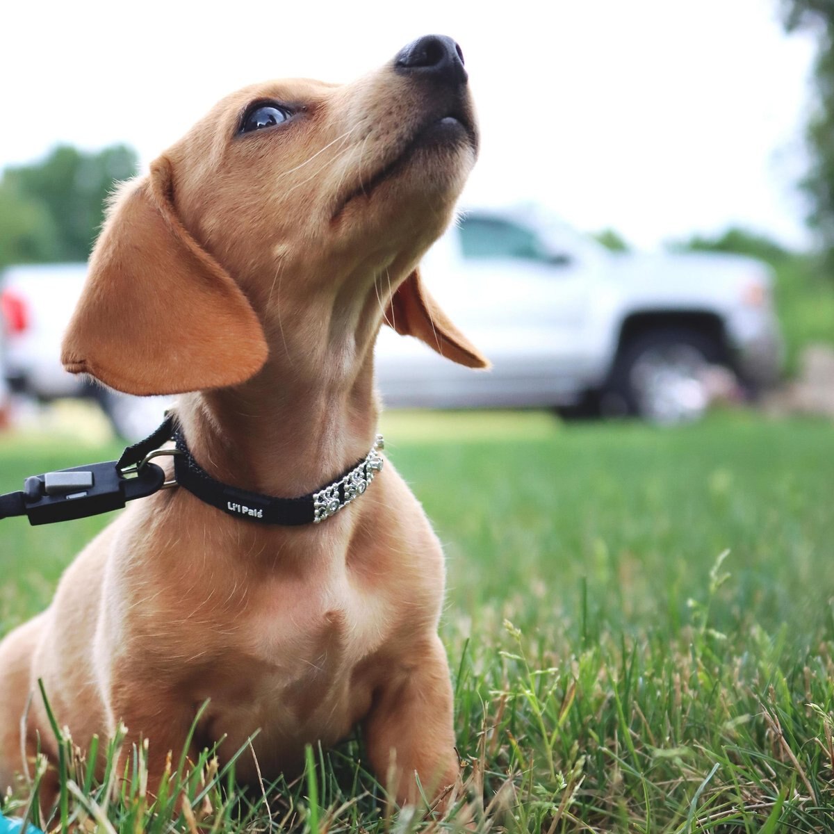 Li'l Pals E-Z Snap Dog Leash