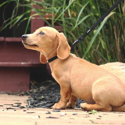 Show full view: Li'l Pals E-Z Snap Dog Leash, Red, 6-ft long, 3/8-in wide slide 4 of 6