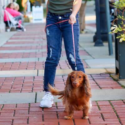 Show full view: Li'l Pals E-Z Snap Patterned Dog Leash, Daisy Multicolor, 6-ft long, 3/8-in wide slide 4 of 7