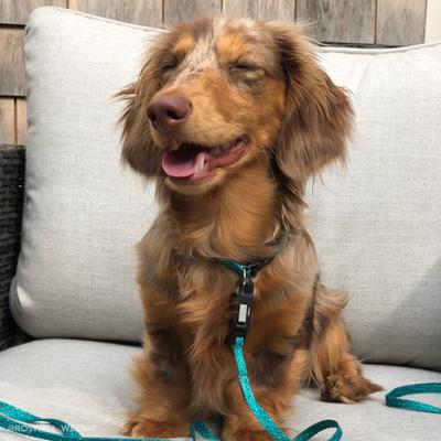 Show full view: Li'l Pals E-Z Snap Patterned Dog Leash, Daisy Multicolor, 6-ft long, 3/8-in wide slide 5 of 7