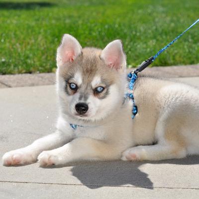 Show full view: Li'l Pals E-Z Snap Patterned Dog Leash, Daisy Multicolor, 6-ft long, 3/8-in wide slide 6 of 7