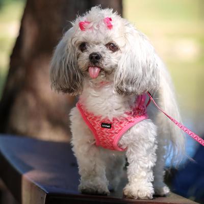 Show full view: Li'l Pals E-Z Snap Patterned Dog Leash, Pink Tribal Chevron, 6-ft long, 5/8-in wide slide 3 of 5