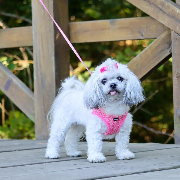 Li'l Pals Patterned Adjustable Dog Collar, Pink Tribal Chevron