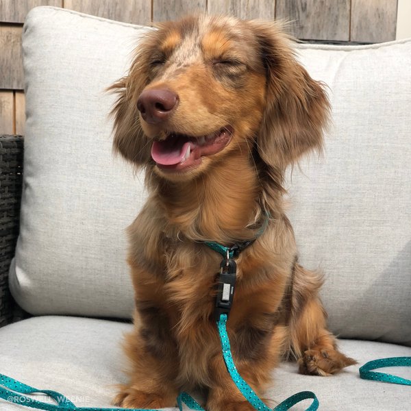 Li'l Pals E-Z Snap Patterned Dog Leash