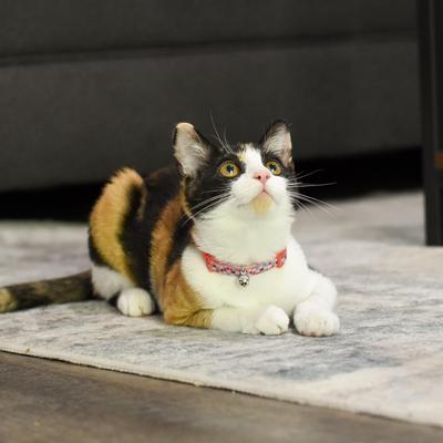 Show full view: Li'l Pals Elastic Kitten Collar, Hearts slide 3 of 8