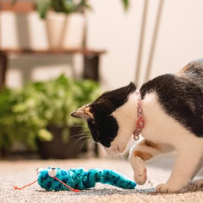 Show full view: Li'l Pals Elastic Kitten Collar, Hearts slide 4 of 8