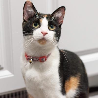 Show full view: Li'l Pals Elastic Kitten Collar, Hearts slide 5 of 8