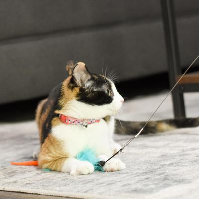 Show full view: Li'l Pals Elastic Kitten Collar, Hearts slide 6 of 8